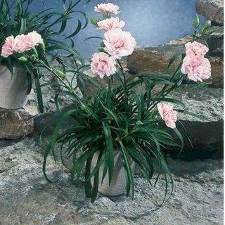 Havenellike -Rosa-