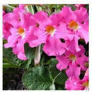 Havegloxinia