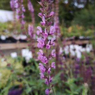 Staudesalvie 'Amethyst'