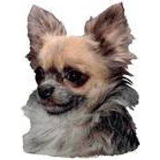 KW CHIHUAHUA LANGHÅR 7.5 CM / 4 STK