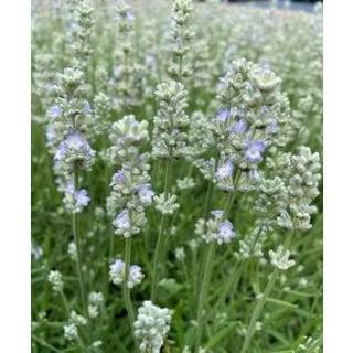 Lavendel 'White Summer'
