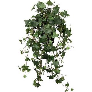 Mr Plant, Vedbend 75 cm
