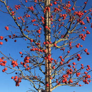 Glansbladet Tjørn - Crataegus lavellei ´Carrierei´ 175-200 cm