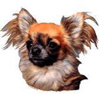 KW CHIHUAHUA LANGHÅR 7 CM / 4 STK
