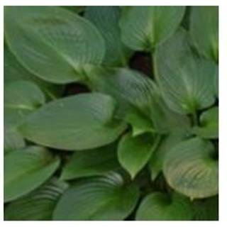 Funkia 'Devon Green'