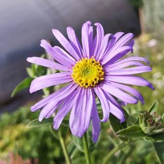 Asters 'Wunder von Stäfa'