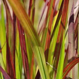 Japansk blodgræs 'Red Baron'