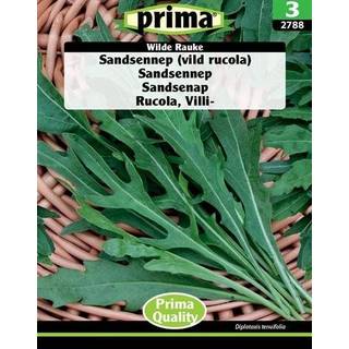 Rucola frø - Vild Rucola eller Sandsennep - Grøntsagsfrø