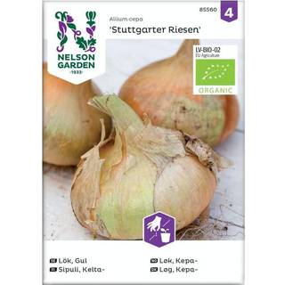 Kepaløg 'Stuttgarter Riesen' Øko