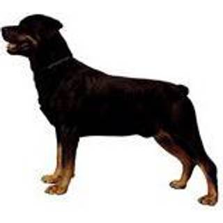 KW ROTTWEILER 5.5 CM / 4 STK