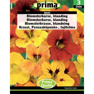 Blomsterkarse, , blanding Juvel frø, 2906, prima