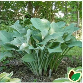 Funkia 'Krossa Regal'
