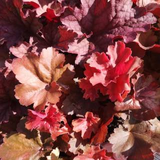 Alunrod 'Cherry Cola'