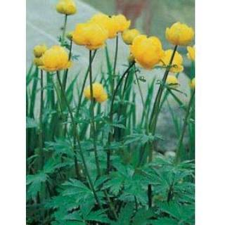 Engblomme