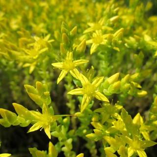 Bidende Stenurt 'Elegans'