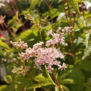 Japansk Mjødurt 'Elegans'