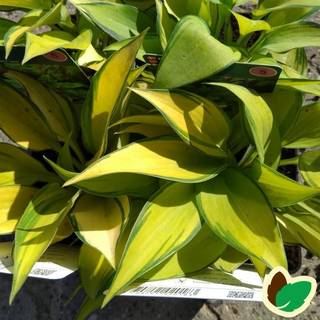 Hosta 'June'
