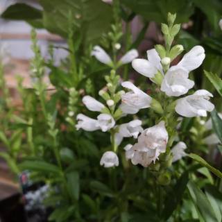 Drejeblomst
