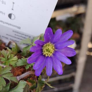 Balkan-Anemone 'Blue Shades'