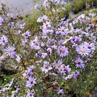 Hjertebladet Asters 'Little Carlow'