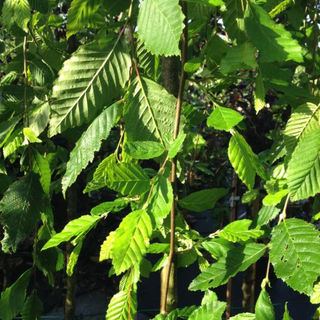 Hænge Avnbøg - Carpinus betulus ´Pendula´