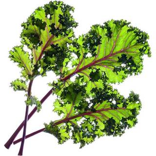 SOMMERUDSALG - Click&Grow Red Kale - Refill 3-Pak