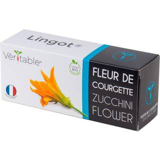 Pakke med &#34;Lingot&#34; zucchini blomsterfrø - VERITABLE mærke