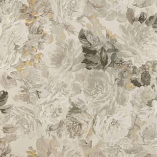 Rose Absolute - ZDAR312853