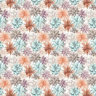 Botanica Echeveria Corail/Rose Poudre - BOTA85914374