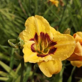 Daglilje 'Jason Salter'