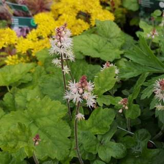 Skumblomst 'Spring Symphony'