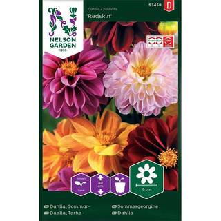 Dahlia 'Redskin' Mix