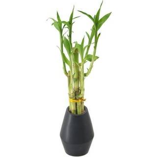 Arcadia Garden Products 5-STEM Lucky Bamboo Live indend?rs plante i dimension II keramisk planter til hjemmearbejde eller gave sort *** kan ikke