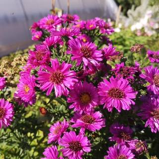 Pudeasters 'Starlight'