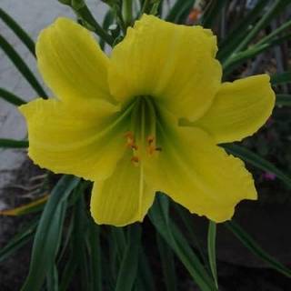 Daglilje 'Green Flutter'