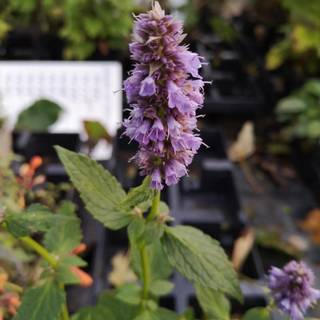 Anis Isop 'Blue Fortune'