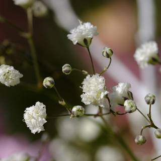 Brudeslør 'Bristol Fairy'