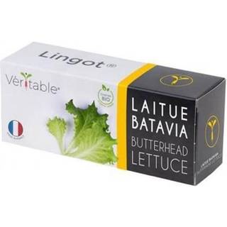 Økologisk Butterhead Salat, Véritable
