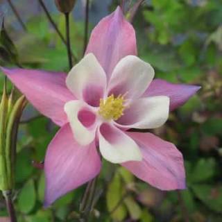 Akeleje 'Spring Magie Rosa White'