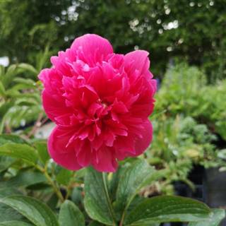 Bonderose 'Rosea Plena'