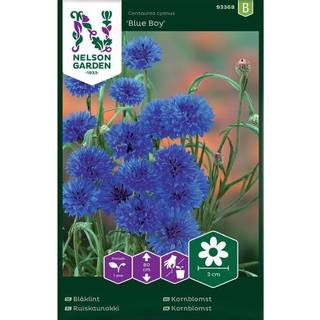 Kornblomst 'Blue Boy'