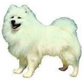 KW JAPANSK SPITZ 7.5 CM / 4 STK