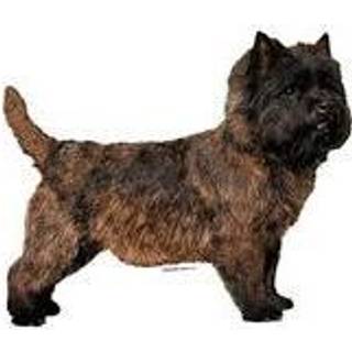 KW CAIRN TERRIER 5.5 CM / 4 STK