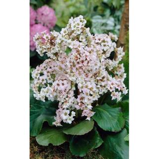 Kæmpestenbræk 'Bressingham White'