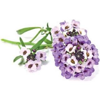Click & Grow - Smart Garden Refill 3-pack Sweet Alyssum