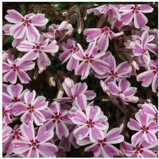 Lyngfloks 'Candy Stripes'