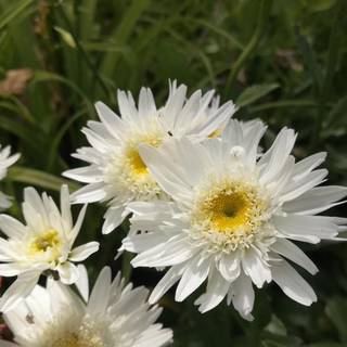 Kæmpemarguerit 'Wirral Supreme'