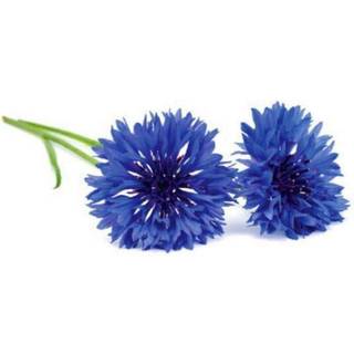 Click And Grow Smart Garden Refill Blommor 3-pack - Kornblomst