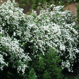 Buketspirea 50-80 - hæk - 10 stk. pr. bundt