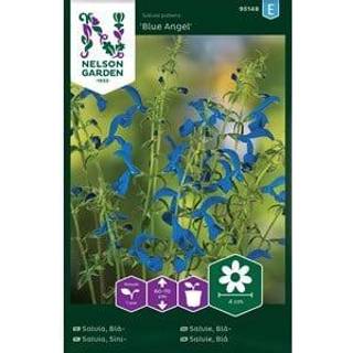 Salvie 'Blue Angel'